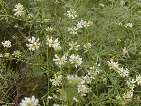 flor dorycnium