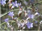 flor ensopegall