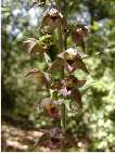 flor epipactis leptochila