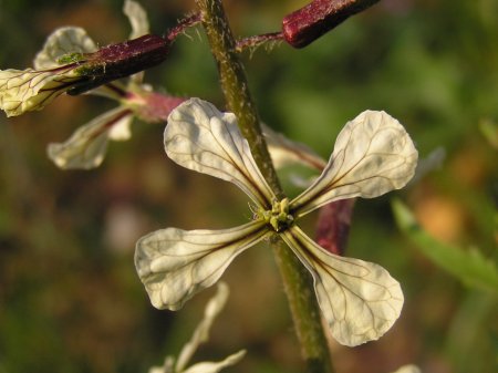 index flors blanques