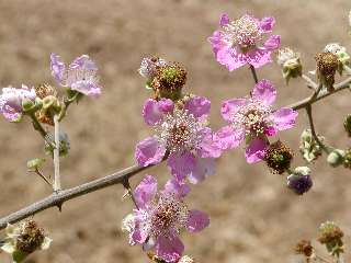 flor esbarcer