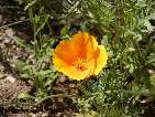 flor eschscholzia