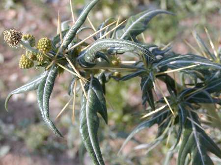 index flors verdes