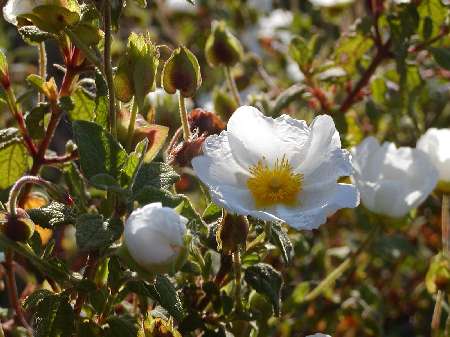 index flors blanques