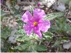 flor estepacrespa