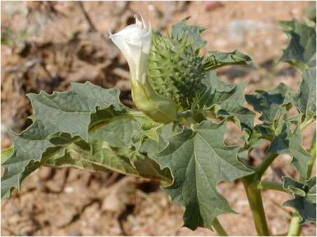 index flors blanques2