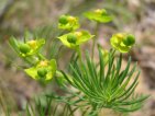 flor cyparissias.htm