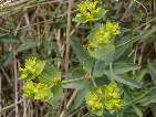 flor euphorbia serrata.