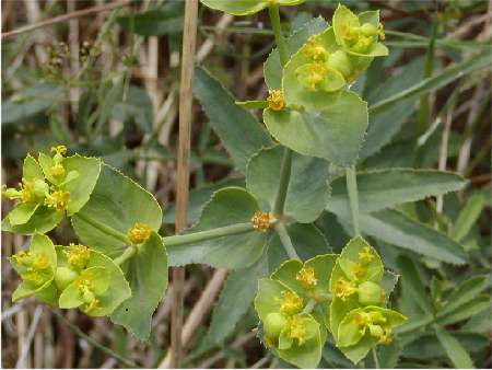 index flors verdes