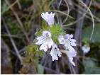 flor euphrasia stricta