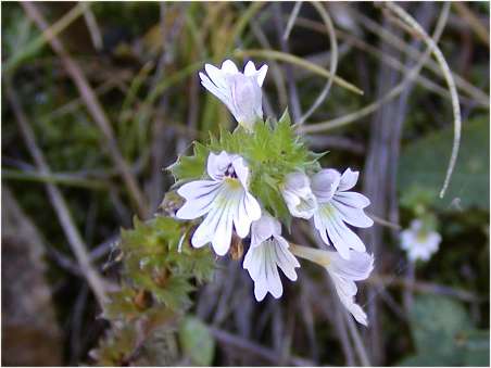 index flors blanques3