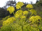 flor canyaferla