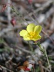 flor fumana ericoides