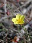 flor fumana ericoides