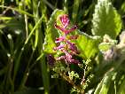 flor fumaria vermella