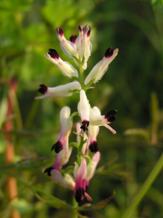 index flors blanques