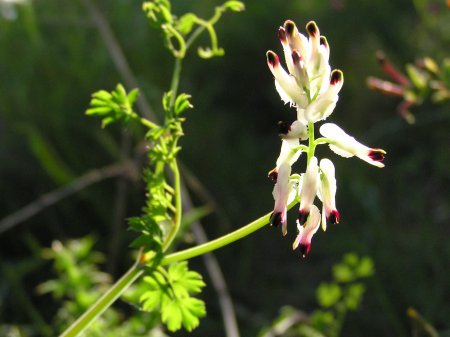 index flors blanques