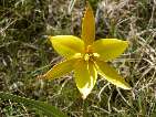 tulipa silvestre