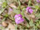 flor galeopsis vermella.htm