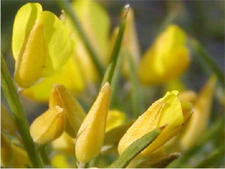 index flors grogues