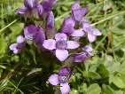 flor gentiana campestris