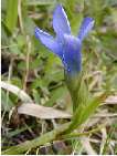 flor genciana ciliada