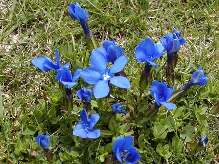 index flors blaves3