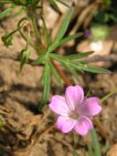 flor geranium columbinum