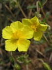 flor helianthemum nummularium