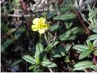 flor helianthemum oelandicum.