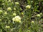 flor helichhrysum italicum.
