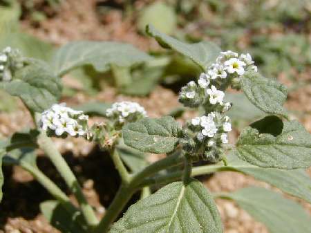 index flors blanques2