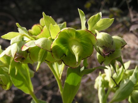 index flors verdes2