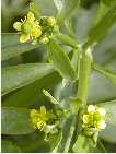 flor ranunculus sceleratus