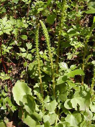 index flors verdes.