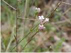 flor herba prima