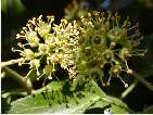 flor heura