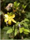 flor hypericum hirsutum