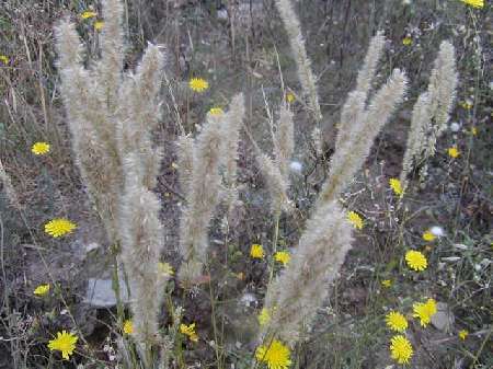 index flors verdes