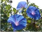 flor ipomoea acuminata