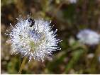 flor jasione montana