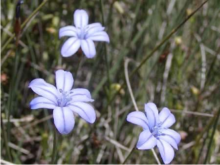 index flors blaves2
