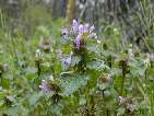 flor lamium 