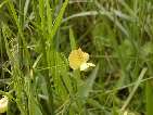 flor lathyrus 