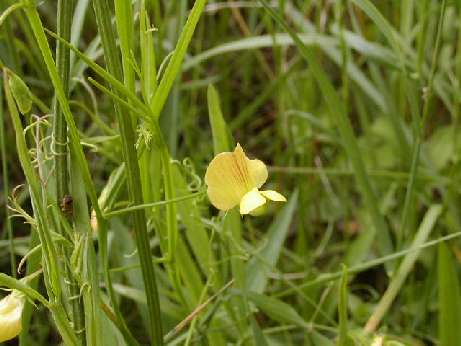 index flors grogues