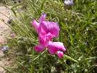 flor lathyrus latifolius