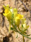 linaria supina