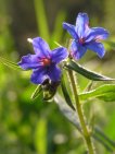 flor lithospermum