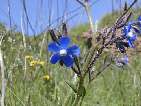 flor llengua de bou