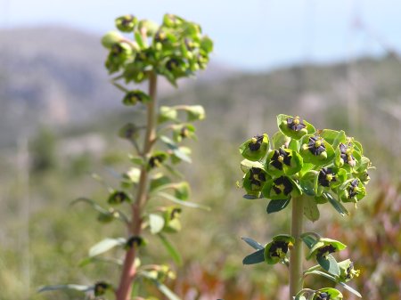 index flors verdes